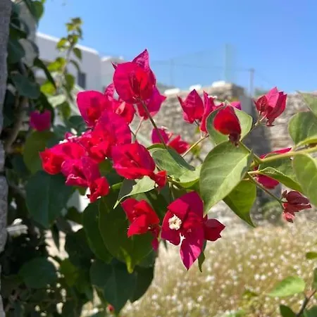 Dream 2, ολόκληρος χώρος με πισίνα * Páros