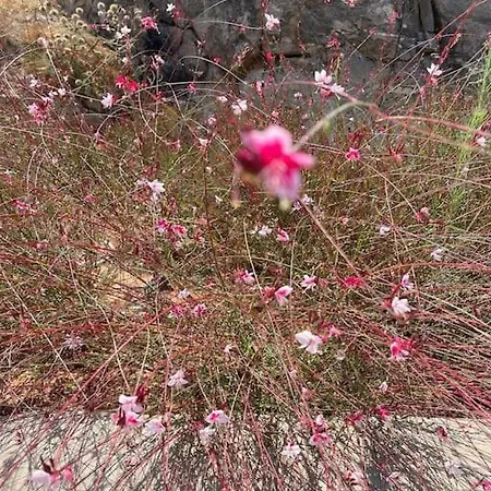 Villa Dream 2, ολόκληρος χώρος με πισίνα Parikia (Paros)