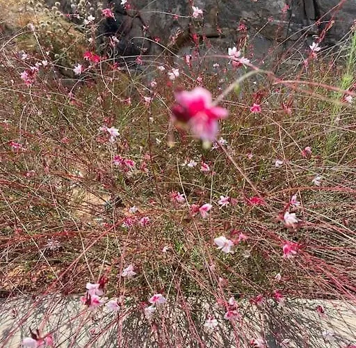 Villa Dream 2, ολόκληρος χώρος με πισίνα Páros